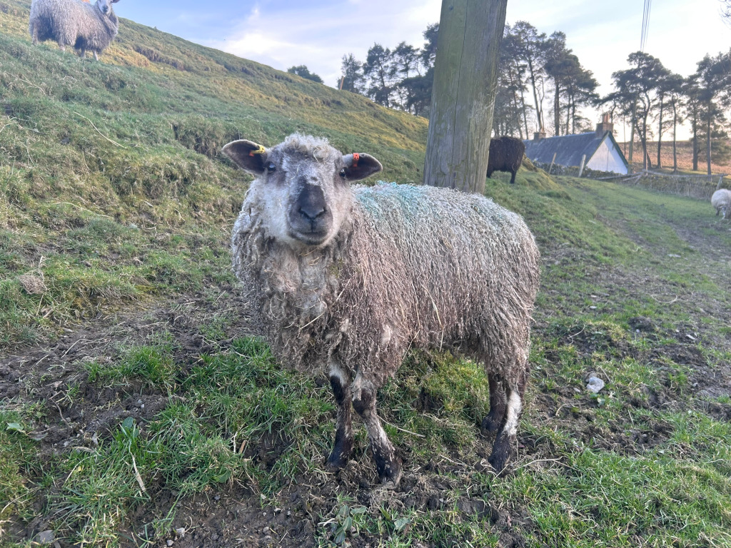 Fluffy grey sheep in the foreground, standing on a grassy hillside.  The sheep appears to be looking directly at the camera. In the background, there are other sheep, a small house, and trees, suggesting a rural or pastoral setting. The overall mood is peaceful and natural.