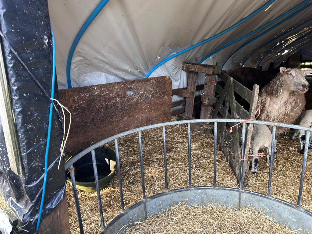 The interior of a simple, temporary sheep shelter. A ewe and her two lambs are visible, resting in a bed of straw. A metal feeding trough and a water container are also present. The structure appears rustic and functional, made of plastic sheeting and wood. The overall impression is one of basic, practical animal husbandry.