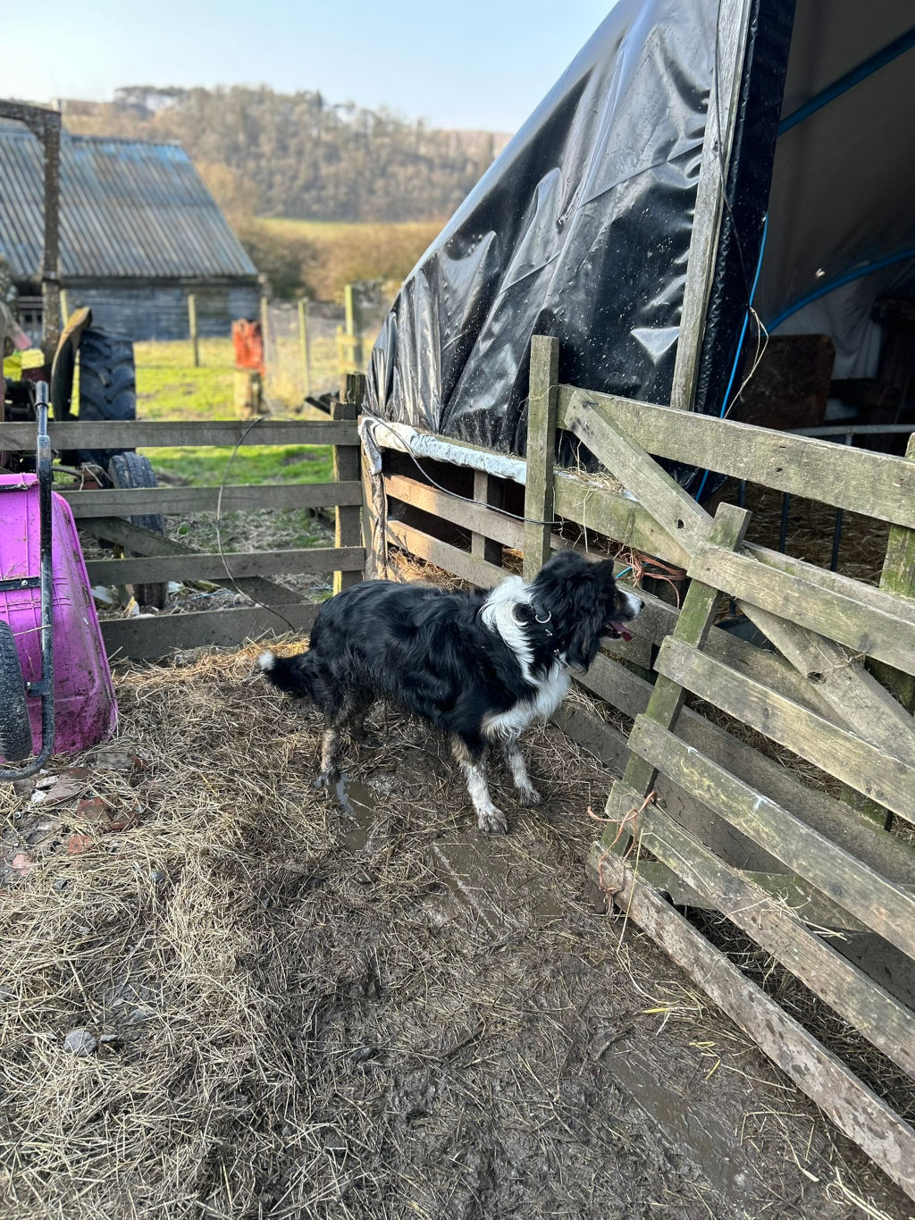 Black and white Border Collie standing in a muddy farmyard, next to a dilapidated wooden fence and a partially covered hay feeder. The dog appears alert and is looking towards something beyond the fence. In the background, there's a barn and a hillside. The overall impression is one of rural life and working farm animals.