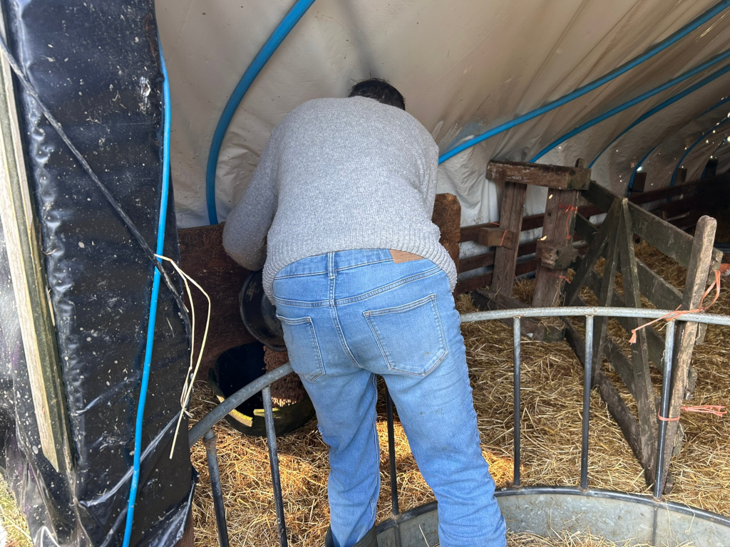 Charlie seen from behind, working inside a temporary structure, likely a lambing shed. He is wearing a grey sweater and blue jeans. Charlie appears to be tending to sheep, as there's straw on the ground and what seems to be a lambing pen or feeder. The setting is rustic and functional, emphasising agricultural work. The overall feel is one of practicality and the daily routine of farm life.