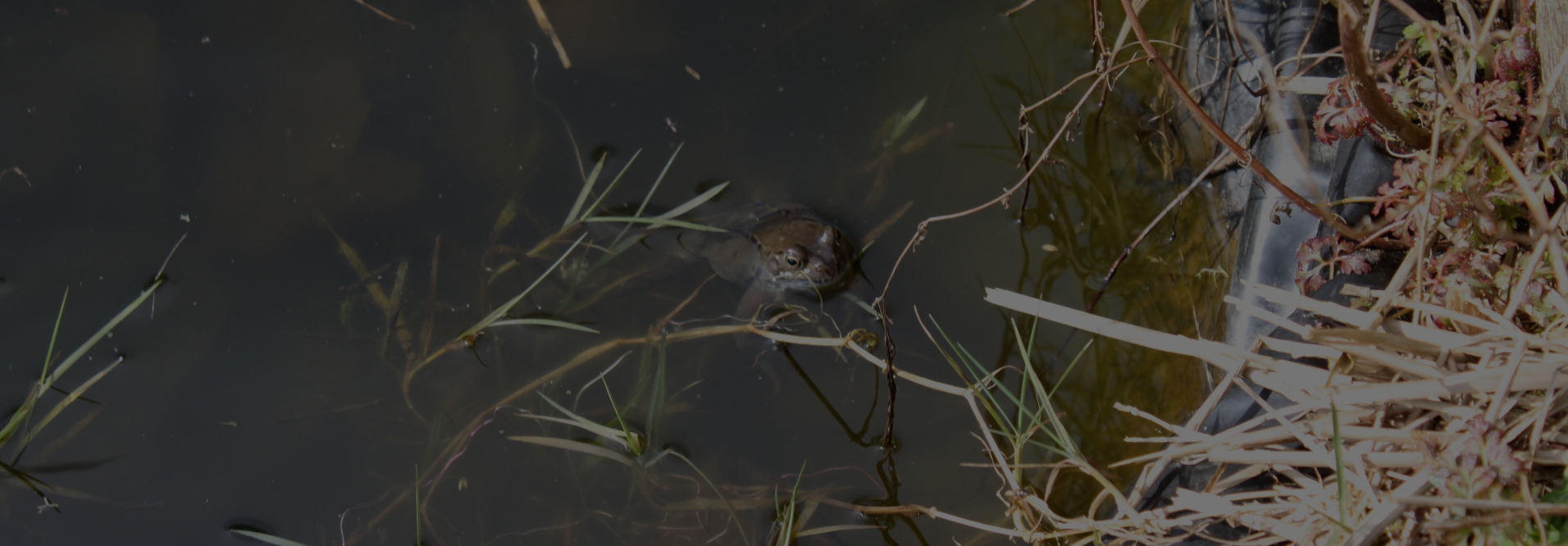 Frog half submerged in dark water. The frog's head and part of its body are visible above the surface, amongst some thin, aquatic plants and branches. The water appears murky, and the background is indistinct. The overall impression is one of quiet observation of wildlife in a natural environment.