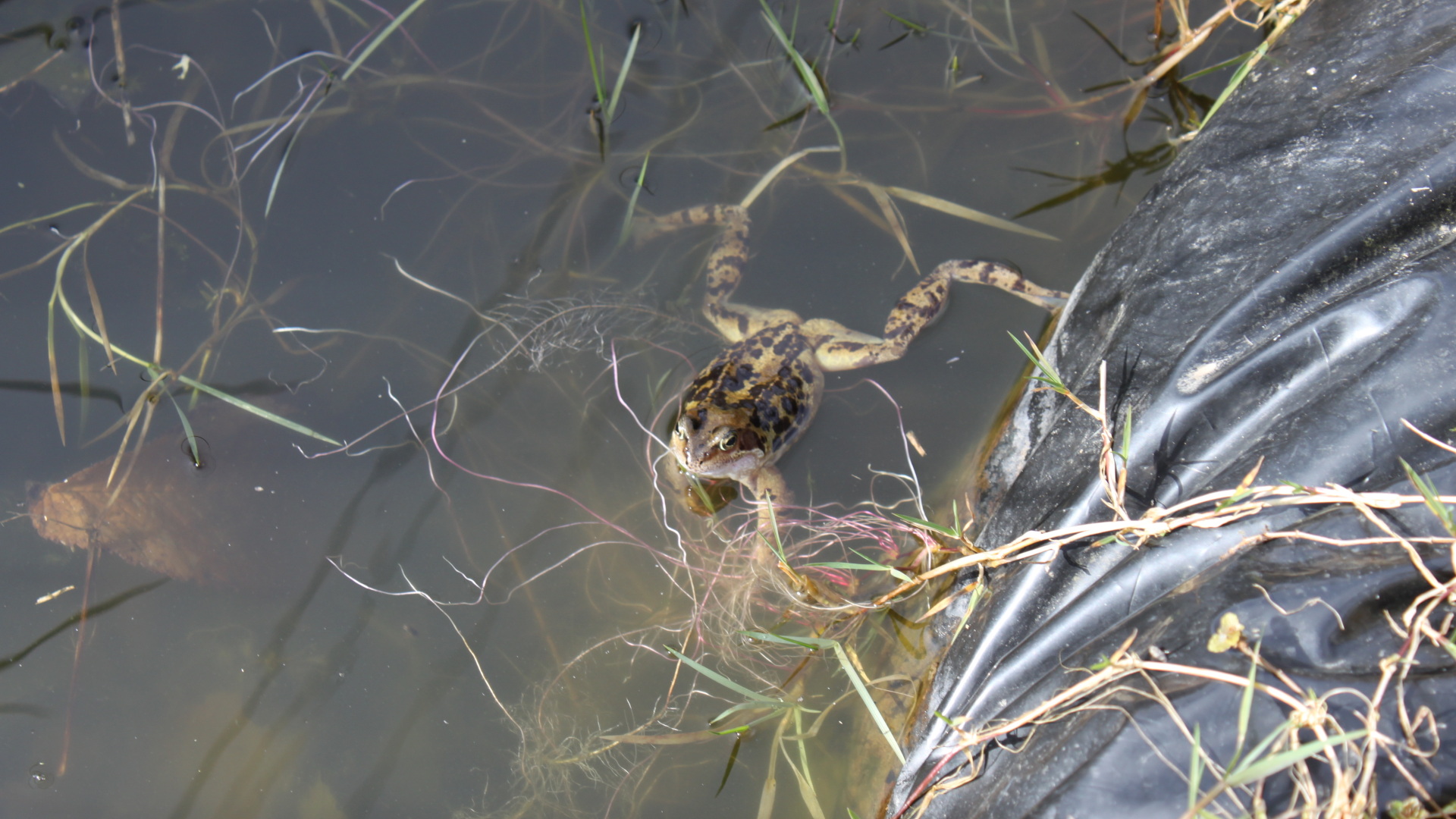 Frog partially submerged in murky water. The frog is speckled brown and yellow, and appears to be looking directly at the camera. The water is shallow, with aquatic plants visible both in and around the water. A dark-coloured, possibly plastic, liner is visible along the bottom right of the image, partially submerged in the water as well.