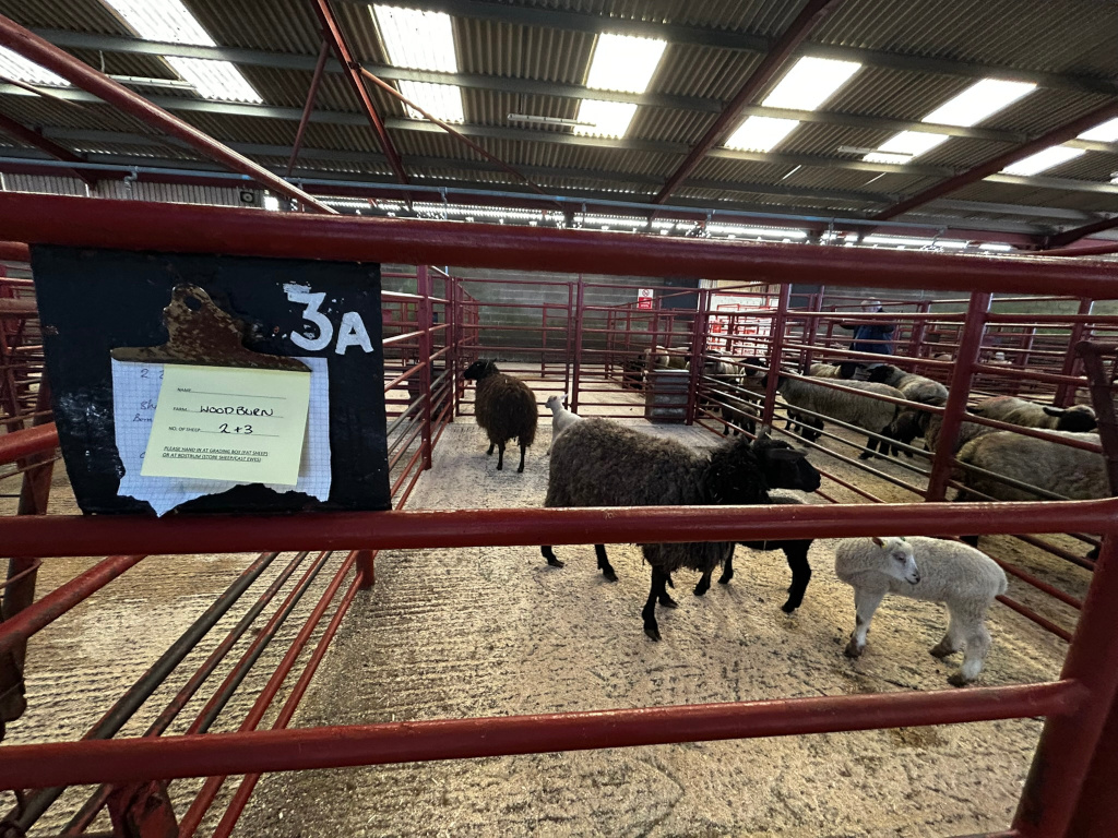 Sheep auction, several sheep, mostly dark-coloured, are penned inside red metal enclosures. A small, light-coloured lamb stands near the lower right of the image. A yellow sticky note on a black sign indicates the name Woodburn and that there are 2+3 sheep. The overall setting is a large indoor arena with a high metal-framed roof. The scene's atmosphere is somewhat sterile and functional, typical of a livestock market.