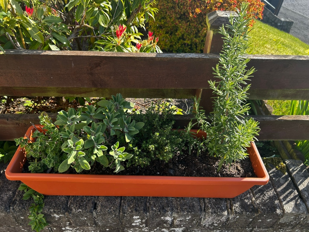 Rectangular terracotta-coloured planter box sitting on a stone wall. The planter contains several types of herbs: rosemary (most prominent), sage, oregano, and thyme. The planter is situated in front of a wooden fence, with flowering shrubs visible behind it. The overall setting is a residential garden. The scene is bright and sunny.