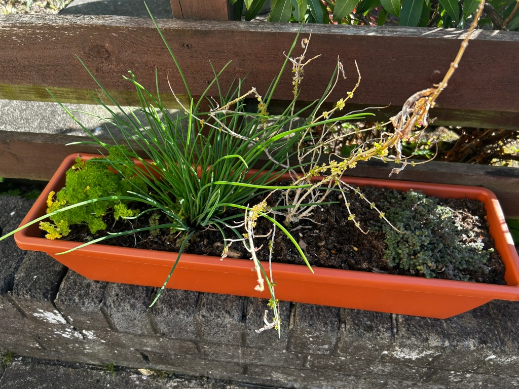 Rectangular terracotta-coloured planter box sitting on a low stone wall. The planter contains several types of plants; a thriving clump of chives is prominent, alongside some yellow-green parsley herbs, a small, ground-hugging plant named thyme, and a taller plant appears to be sprouting leaves, its branches brown and brittle. The background features a wooden fence and some greenery.
