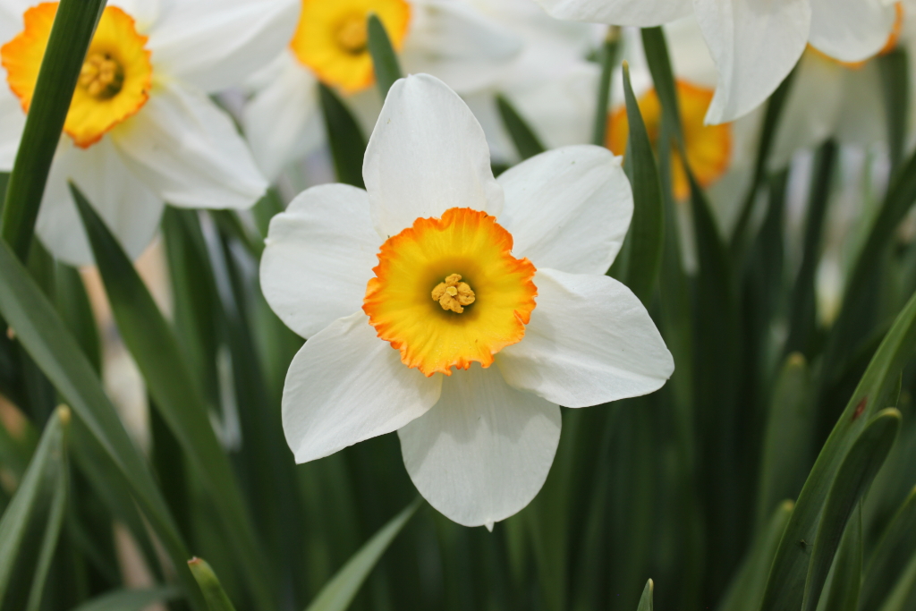 Close-up of a single white daffodil with an orange-yellow cup. The daffodil is in sharp focus, while other daffodils and their green foliage are softly blurred in the background, creating a shallow depth of field. The overall impression is one of springtime freshness and natural beauty.