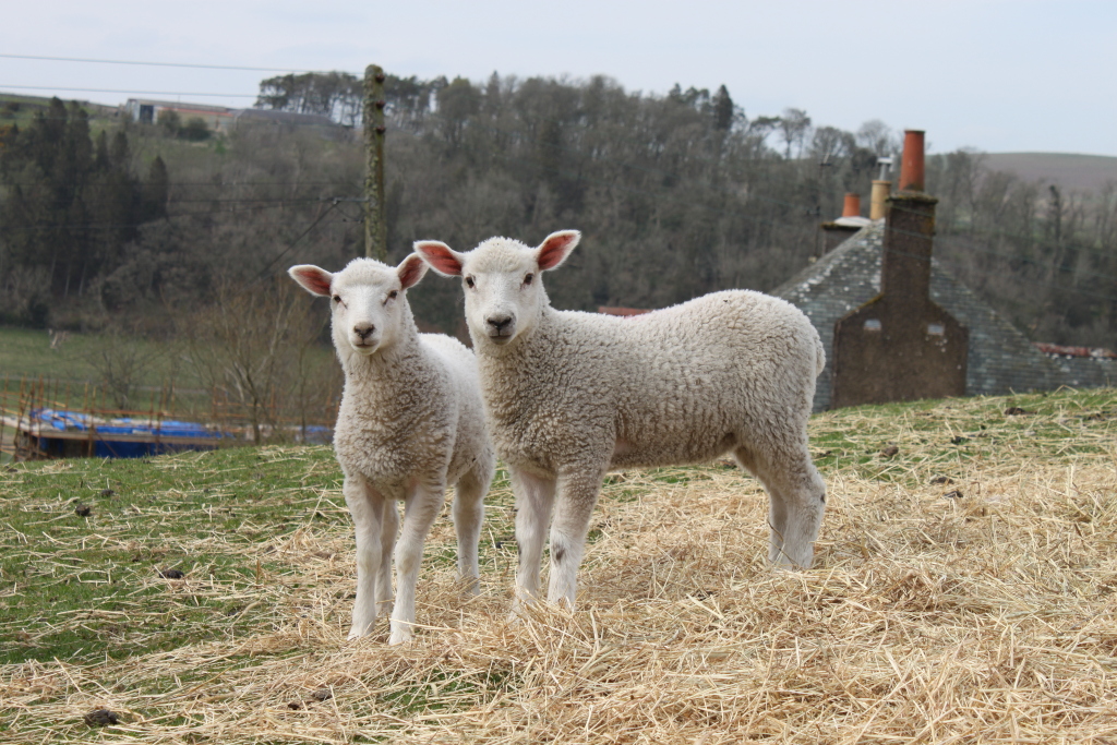 Two young, fluffy white lambs standing in a grass field strewn with straw. They are looking directly at the camera. In the background, there's a rural landscape with a stone farmhouse and a line of trees. The overall impression is one of pastoral peace and springtime.