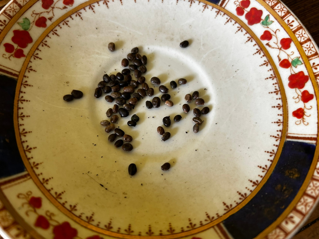 Collection of dark-brown seeds scattered on a vintage saucer. The saucer is decorated with a floral pattern in red, gold, and blue. The overall impression is one of simplicity and perhaps a quiet moment of preparation for planting.