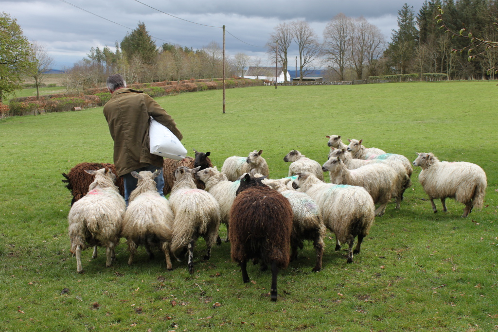 Charlie carrying a bag of feed, walking away from a flock of sheep in a lush green pasture. The sheep are mostly light-coloured, with a few darker ones interspersed. The background features a partly cloudy sky and a distant farmhouse.