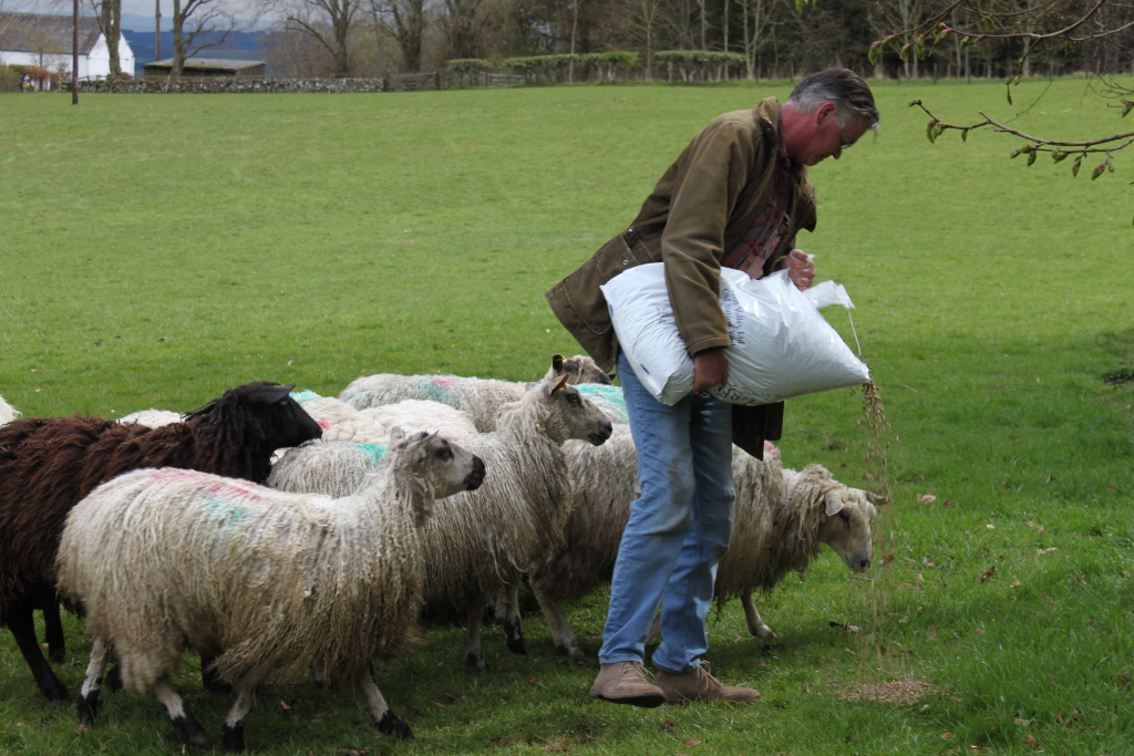 Charlie feeding a flock of sheep. He's carrying a large bag of feed and pouring it out for the sheep to eat. The sheep are a mix of white and black breeds, and they are gathered around Charlie, eagerly anticipating their food. The scene is set in a pastoral landscape, with a green field and a distant farmhouse visible in the background. The overall mood is peaceful and calm, conveying a sense of rural life and agricultural work.