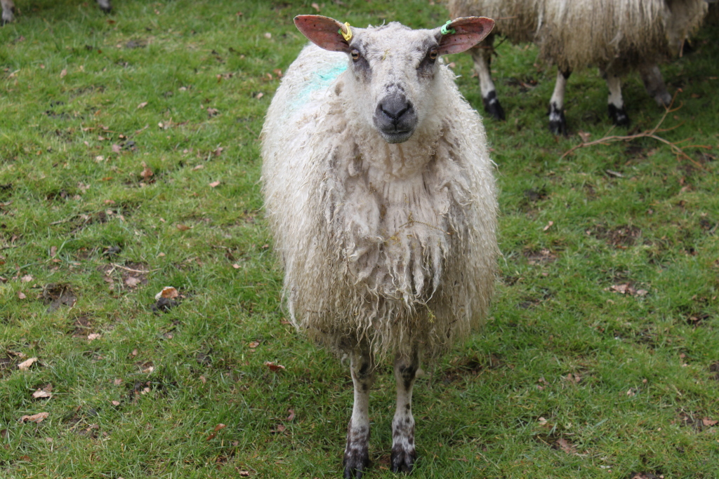 A fluffy sheep standing in a grassy field. The sheep is predominantly white with some darker markings on its legs. It has long, unkempt wool and appears to be wearing small, Coloured ear tags. Other sheep are visible in the background, slightly out of focus.