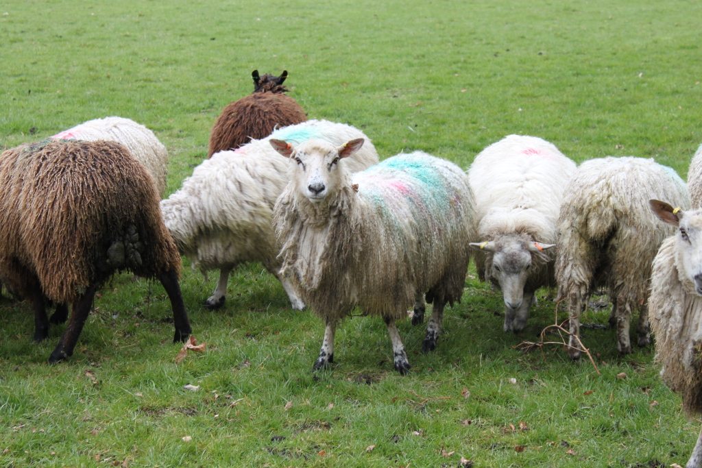 Flock of sheep grazing in a lush green field. The sheep are mostly white with some brown and tan ones mixed in. Many of them have coloured markings on their wool. One sheep, centrally located, is looking directly at the camera.