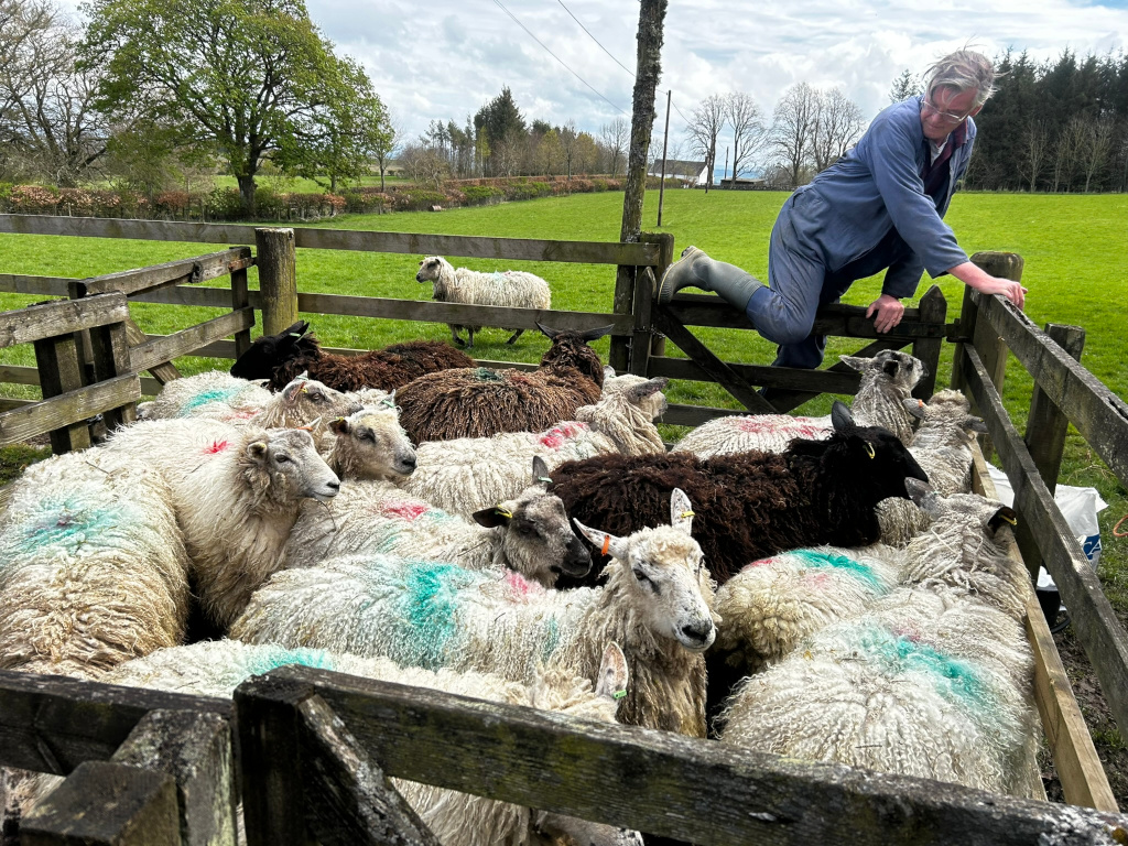 Charlie in a rural setting inspecting a flock of sheep that are penned in a wooden enclosure. Charlie is perched on the fence, seemingly overseeing the animals. The sheep are mostly white with some darker Coloured ones interspersed, and some have blue markings on their wool. The scene conveys a sense of agricultural work and rural life.