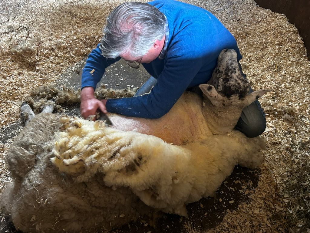 Charlie shearing a sheep. He is kneeling on the ground, which is covered in wood shavings, and using shears to remove the sheep's wool. The sheep is lying on its side, and a large amount of wool has already been removed. The overall impression is one of a routine agricultural task.