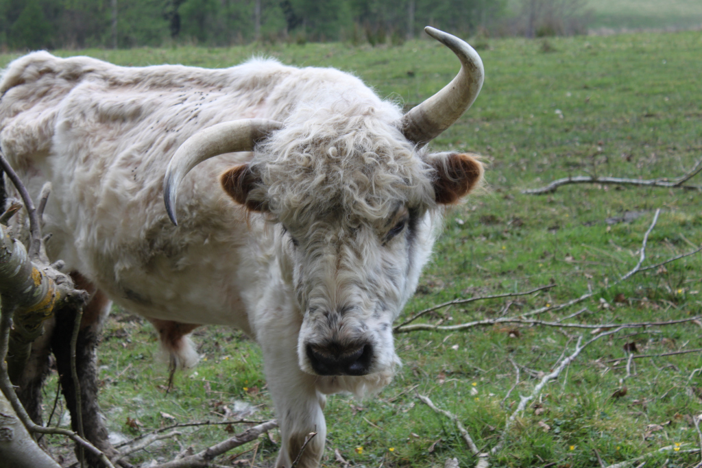 White cow, standing in a grassy field. The cow has long, shaggy white fur, large curved horns, and a somewhat pensive expression. The background is blurred but shows more grass and some trees in the distance. The foreground includes some broken branches.