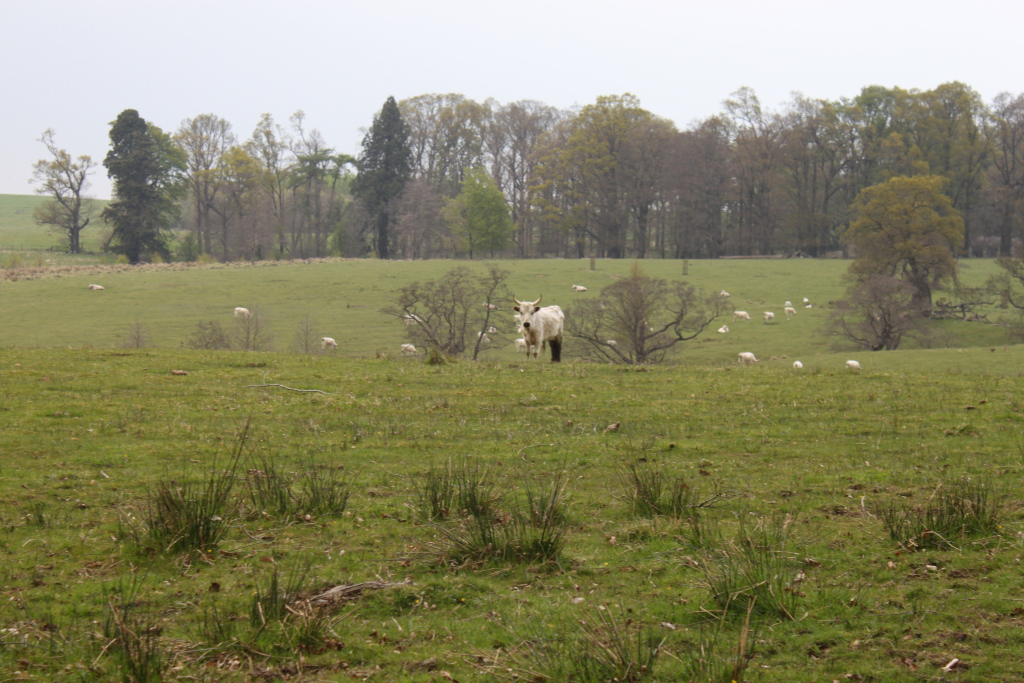 Pastoral scene. In the foreground is a grassy field. The middle ground features a white cow standing prominently in a field dotted with sheep. In the background, more sheep graze in a gently sloping field, beyond which is a line of trees forming a woodland edge. The overall impression is one of serenity and rural tranquillity. The weather appears overcast.