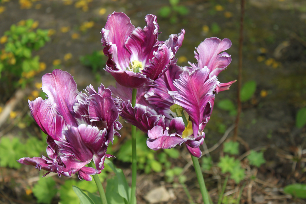 Close-up view of four purple tulips in full bloom. The tulips are a deep purple with striking white edges accentuating the ruffled petals, giving them a textured and almost flamboyant appearance. They are growing in a garden setting, with a blurred background of green foliage and brown earth showing some small fallen leaves. The sunlight suggests it is daytime. The overall impression is one of vibrant colour and delicate beauty within a natural setting.