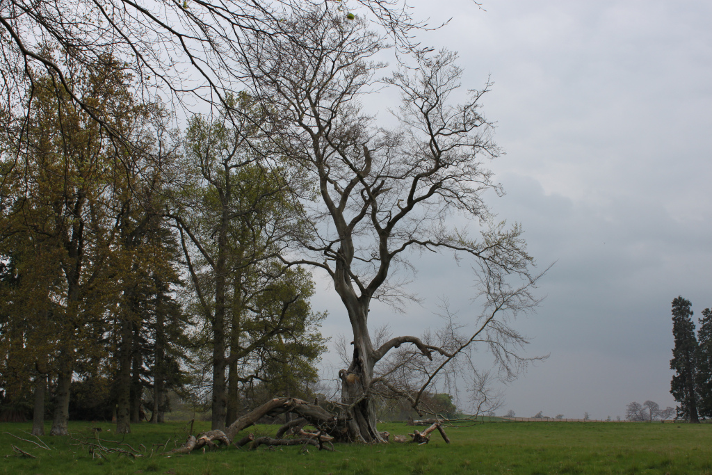 Landscape dominated by a large, old, and partially decayed tree in the foreground. The tree's branches are bare or sparsely leaved, suggesting it may be late autumn or early spring. Several broken or fallen branches lie at its base. Other trees, some with budding leaves, stand in the background, creating a woodland border to a grassy field that stretches towards the horizon under a cloudy sky. The overall mood is sombre and somewhat melancholic due to the weather and the condition of the central tree.