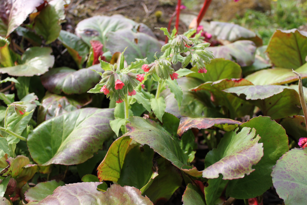 Close-up view of a flowering plant. The plant features vibrant pink blossoms clustered together on upright stems. The leaves are large, broad, and have a mottled green and reddish-purple coloration, exhibiting some damage or irregularities at the edges.