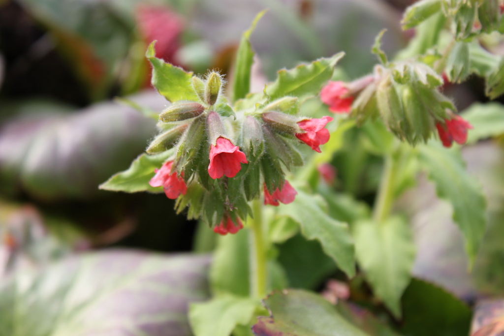Close-up of a cluster of vibrant pink flowers blooming on a green plant. The flowers are bell-shaped and clustered together, with the green foliage providing a natural contrast. The background is blurry, but shows more greenery, suggesting the plant is part of a garden or natural setting. The focus is sharply on the flowers, drawing the viewer's attention to their delicate beauty and colour.