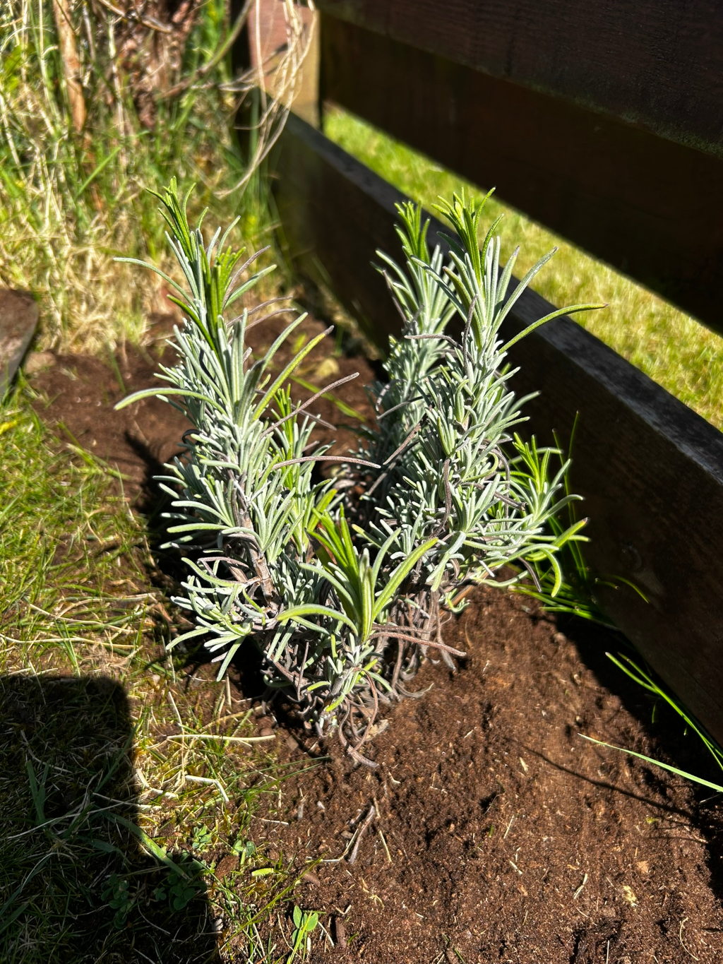 Young lavender plant, recently planted in dark brown soil. The plant is small but healthy, with vibrant green shoots emerging from its silvery-grey leaves. It's nestled in a patch of grass, partially enclosed by a dark wooden border. The scene is bathed in sunlight, highlighting the plant's texture and colour.