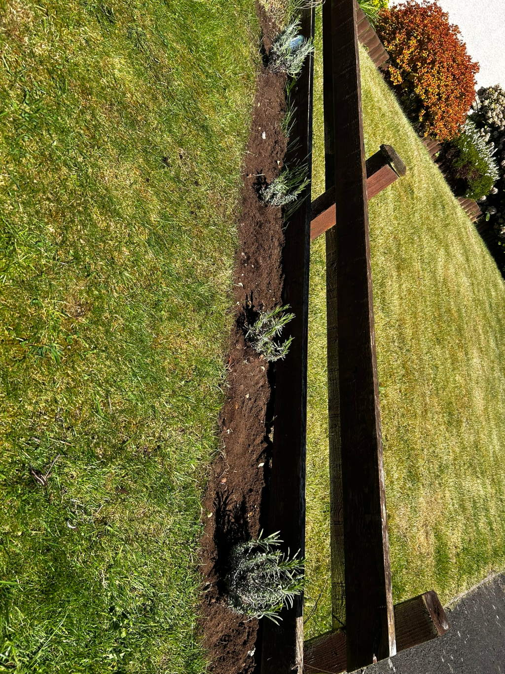 Section of a garden, specifically a newly planted row of lavender bushes alongside a dark brown wooden fence. The lavender plants are planted in a narrow bed of dark soil that runs along the fence, contrasting with the surrounding lighter green grass lawn. A portion of another garden bed with reddish-brown shrubs is visible in the background. The overall impression is of a freshly cultivated section of a garden.