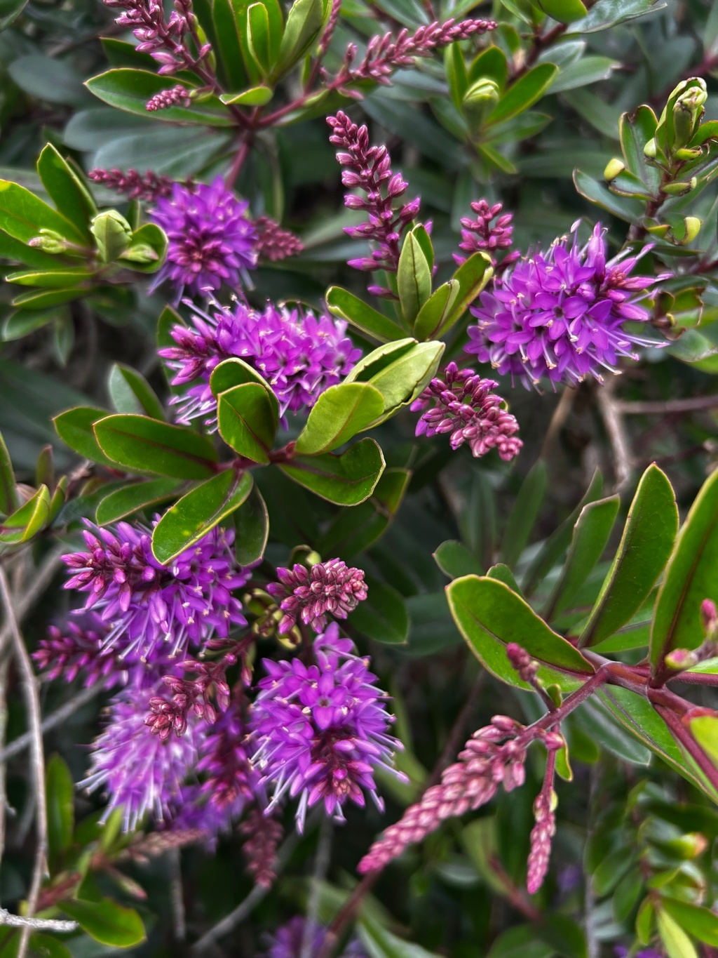 Close-up view of a Hebe plant, showcasing its vibrant purple flowers and lush green foliage. The focus is on several clusters of the small, densely packed flowers, which are a rich purple-violet hue. The leaves are dark green and glossy, providing a striking contrast to the blossoms. The overall impression is one of vibrant colour and dense, healthy growth.