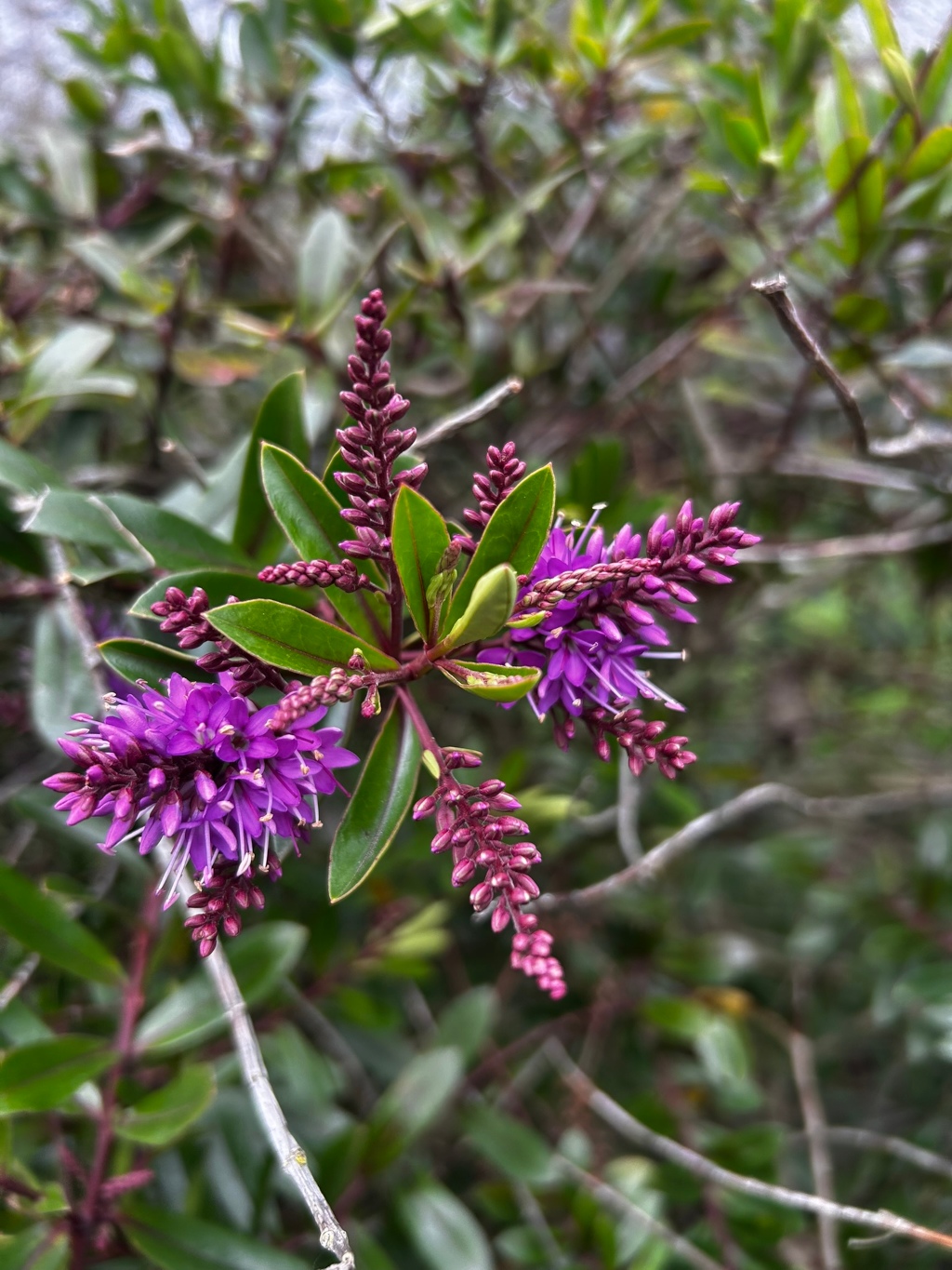Close-up shot of a cluster of Hebe flowers, specifically what appears to be Hebe speciosa or a closely related cultivar. The flowers are a vibrant purple, blooming in dense spikes along the stems. The foliage is a rich, deep green with slightly elongated leaves. The background is blurred but shows more of the same plant, creating a natural, unkempt feel. The focus is sharply on the central flower cluster, making the details of the individual blossoms and their structure clearly visible.