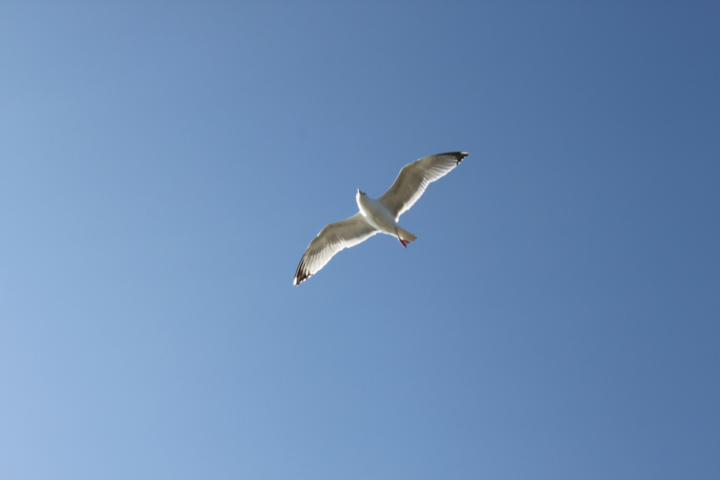 Seagull in flight against a clear blue sky. The seagull is centred in the frame and its wings are spread wide. The sky is a uniform, bright blue with no clouds visible. The overall impression is one of simplicity and freedom.