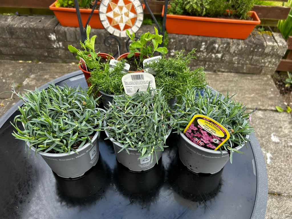 Five small potted plants arranged on a dark-coloured outdoor table. Four are low-growing, densely packed plants with slender leaves of Dianthus, with one clearly labelled Dianthus Mountain Pink Twinkle. The fifth is a taller plant with more feathery foliage; it appears to be dill or a similar herb. Behind them are two larger planters containing more established plants.