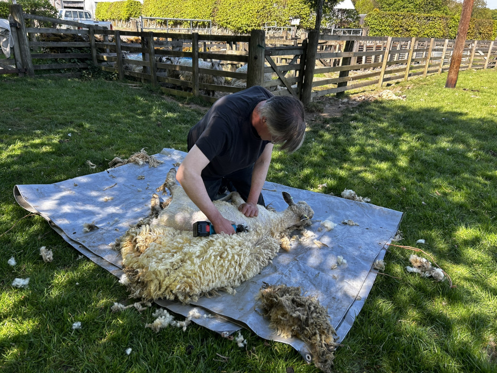 Charlie shearing a sheep outdoors on a sunny day. The shearer is bent over the sheep, which lies on a grey tarpaulin on the grass. Shearing debris is scattered on the tarpaulin and the surrounding grass. In the background, there's a wooden fence enclosing a flock of sheep, a farmhouse, and a verdant landscape under a clear blue sky. The overall scene suggests a rural setting, possibly a farm, showcasing a traditional sheep shearing practice.
