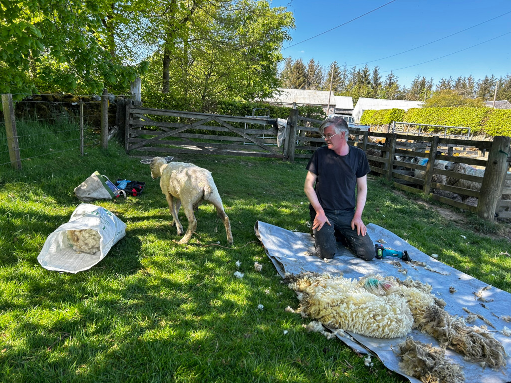 Charlie kneeling on a tarpaulin in a grassy field, shearing a sheep. A recently shown fleece lies beside him, and bags of wool are nearby. Other sheep are visible in the background within a fenced enclosure. The setting appears to be a farm or rural area on a sunny day.