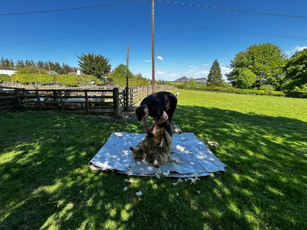 Charlie shearing a sheep using an electric shearing tool. The sheep is lying on a tarpaulin on the ground, and Charlie is kneeling beside it. The setting appears to be a farm or pasture, with a wooden fence and other sheep visible in the background. The scene depicts a common agricultural practice.