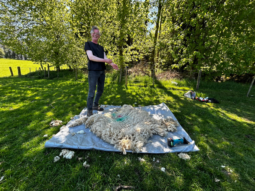Charlie standing proudly next to a freshly shorn sheep fleece spread out on a tarpaulin in a grassy field. He appears pleased with his work, suggesting a scene of rural life, possibly sheep farming or shearing. The electric clippers lie nearby, and some stray wool is scattered on the grass. The overall mood is one of accomplishment and contentment in a natural setting.