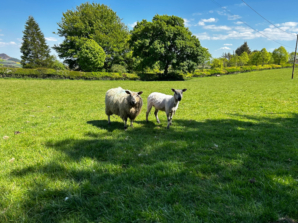 Two sheep standing in a lush green field on a sunny day. The sheep are light-coloured, and the background includes trees and a hedge, suggesting a rural or pastoral setting. The overall mood is peaceful and idyllic.