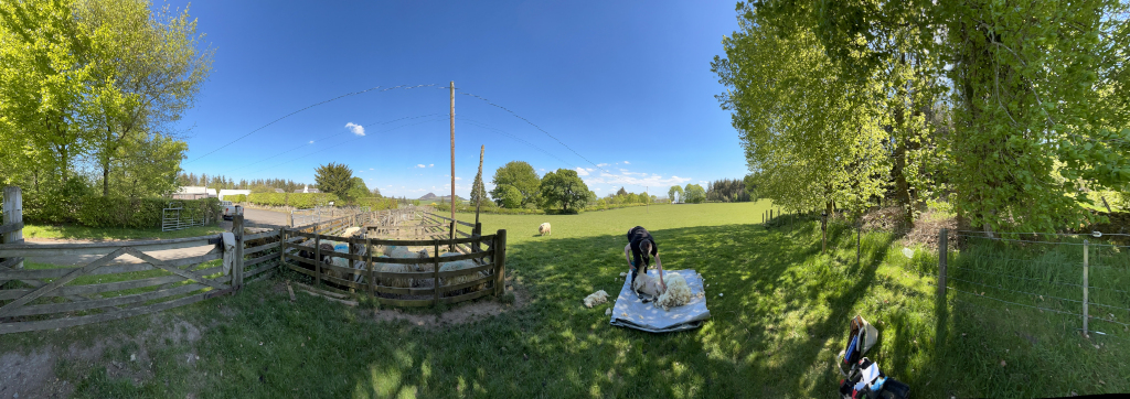 Panoramic image depicts a sunny day on a rural farm. Charlie is shearing a sheep in a grassy field, while other sheep are visible in a nearby pen. The scene is peaceful and idyllic, showcasing the agricultural aspect of the location. The background shows a wide, open field, hinting at a larger farm or countryside setting. The overall impression is one of calm rural activity under a bright sky.