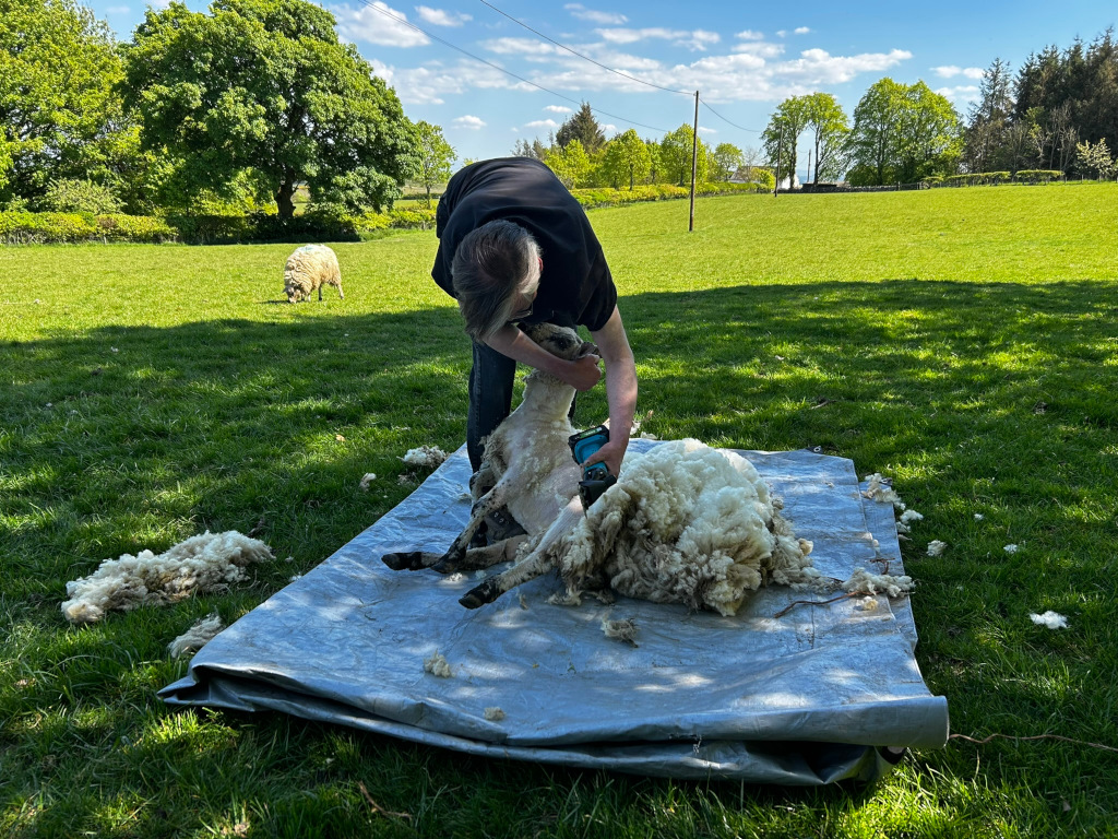 Charlie shearing a sheep in a grassy field. The shearer is using an electric shearing tool, and the sheep is lying on a tarpaulin. Wool is scattered on the tarp and the grass around it. Another sheep is visible in the background. The setting appears to be a rural, pastoral scene on a sunny day.