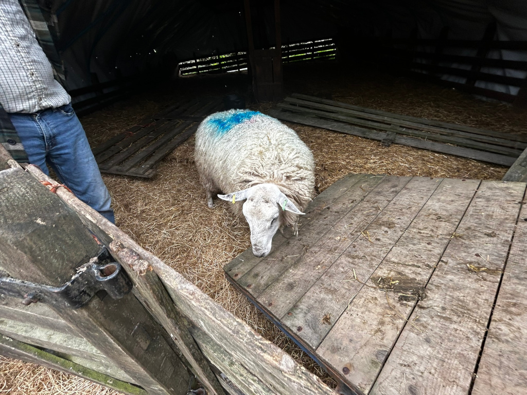 Single sheep standing in a rustic wooden barn. The sheep is light-coloured with a small patch of blue paint on its back. The floor of the barn is covered with straw, and there are wooden planks scattered around. Charlie's legs and torso are visible in the left corner, suggesting he is opening a wooden gate or door to the barn. The overall atmosphere is that of a farm or rural setting.