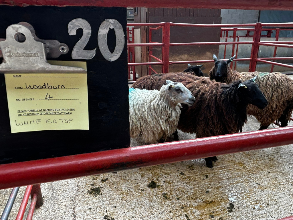 A pen of sheep at what appears to be an agricultural auction or livestock market. A black board displays the number 20, possibly a pen or lot number. A yellow sticky note attached to the board provides details: the farm name Woodburn, the number of sheep (4), and instructions for handling the sheep. The note also states WHITE IS A TUP, indicating that one of the sheep is a white tup (a male sheep). The sheep themselves are a mix of colours and breeds, primarily dark brown and black, with one notably white sheep. The overall impression is a straightforward documentation of livestock before sale or processing. There's no overt emotional expression or narrative beyond the practical logistics of the livestock trade. The moral implication is the commonplace reality of animal agriculture.