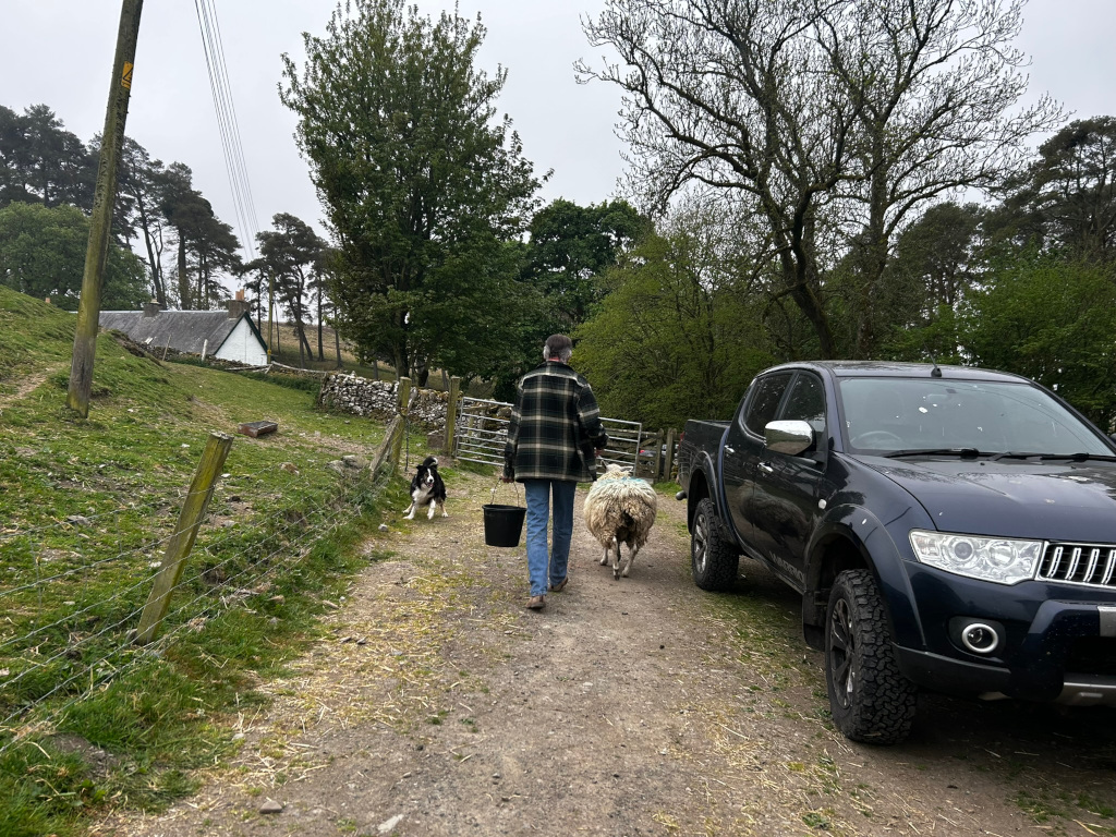 Charlie walking down a gravel path, carrying a bucket, followed by a sheep and a dog. A dark-coloured pickup truck is parked on the side of the path. The setting appears to be rural, with a small house in the background and trees and fields surrounding the path. The overall impression is of a person tending to livestock on a farm or in a rural setting.