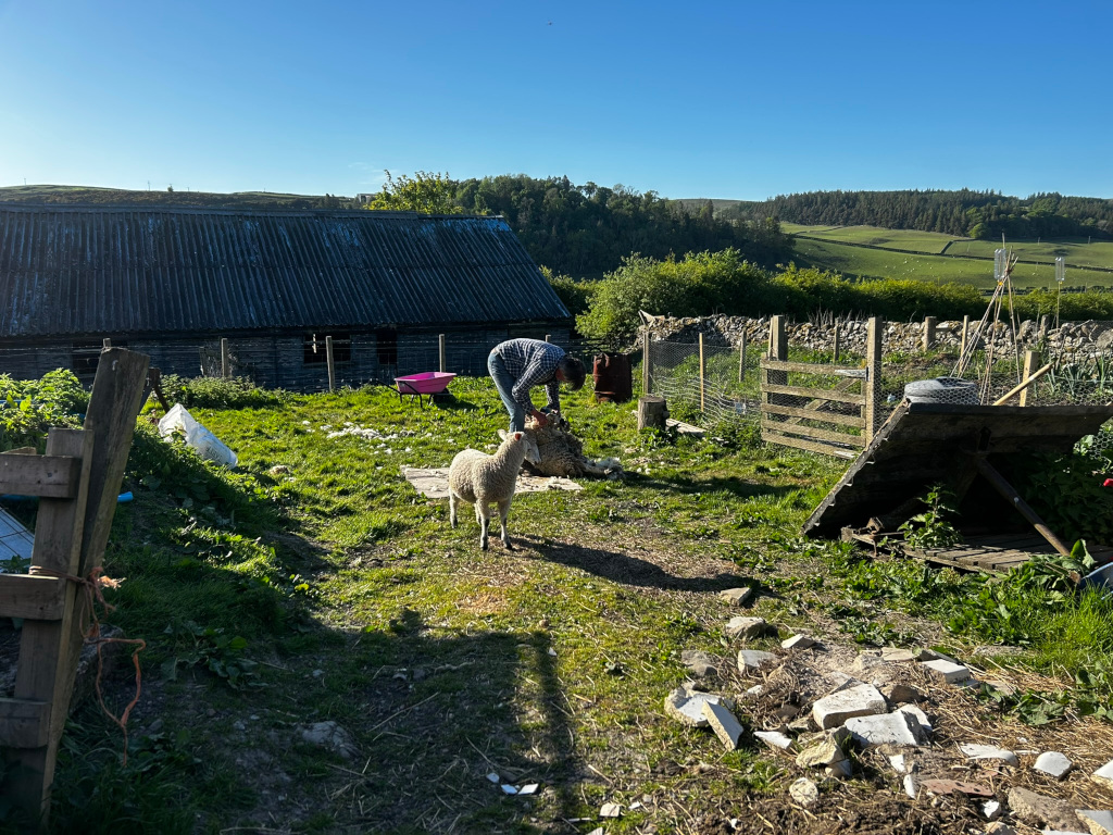 Charlie shearing a sheep in a farmyard. The sheep is light-coloured, and the person is wearing dark clothing. The setting is rural, with a barn, a small garden, and a stone wall in the background. The scene is peaceful and depicts a typical farming activity. The overall atmosphere is one of springtime, indicative of the season for shearing.