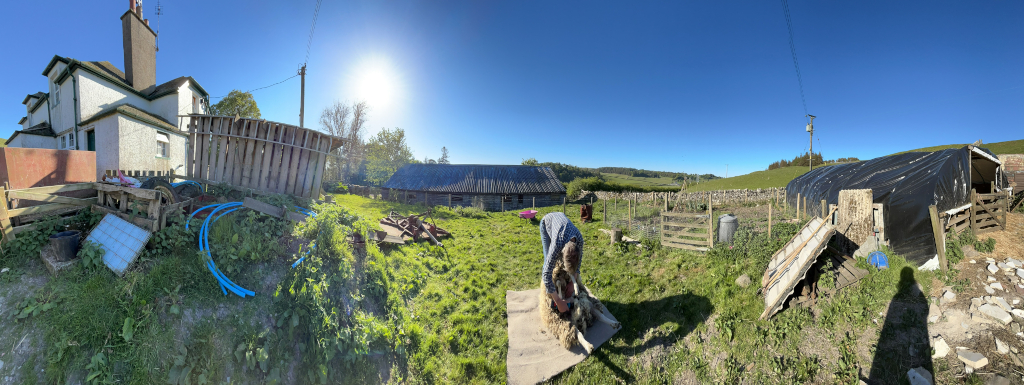 Panoramic view of a rural farm scene on a sunny day. The foreground shows Charlie shearing a sheep on a makeshift mat. In the mid-ground, there are various farm buildings, including a large house, barns, and a structure covered with black plastic sheeting. The background features rolling hills and a clear blue sky. The overall impression is one of daily farm life, with a focus on the act of shearing the sheep. There are also various pieces of farm equipment and debris scattered around the yard.
