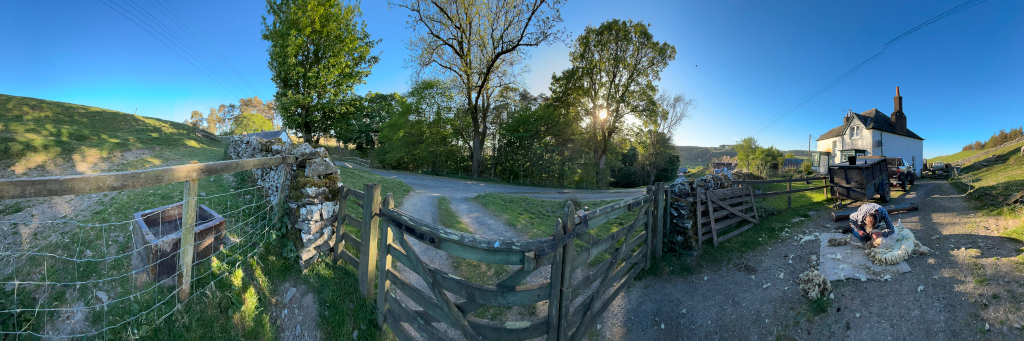 Panoramic view of a rural scene. In the foreground, Charlie is shearing a sheep on a makeshift shearing mat in a gravel area near a farmhouse. A wooden gate and fence are visible, leading to a driveway that winds through a landscape of green hills and trees, under a clear blue sky. The overall impression is one of peaceful rural life and traditional farming practices.