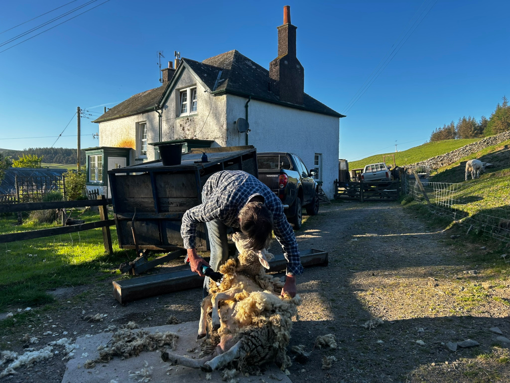 Charlie shearing a sheep in a farmyard. The sheep is lying on the ground, and the shearer is using electric clippers. In the background is a farmhouse, a couple of pickup trucks, and a hillside with a stone wall and some other sheep. The scene is set in bright sunlight.