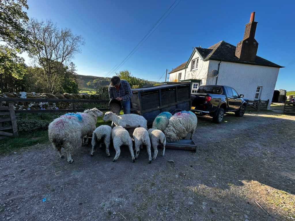 Charlie feeding a flock of sheep near a farmhouse. A dark-coloured pickup truck is parked nearby, and a trailer is partially visible. The scene is set in a rural, likely Scottish, landscape under a clear blue sky. The sheep are marked with paint, suggesting they are being managed for agricultural purposes. The overall mood is peaceful and depicts a typical rural farming scene.