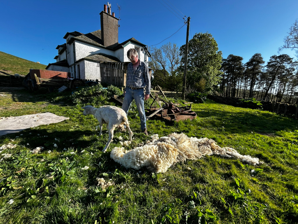 Charlie shearing a sheep in a grassy field outside a farmhouse. The recently shown wool lies on the ground next to the sheep, which appears slightly bewildered but unharmed. The scene is set in a rural, possibly pastoral, setting on a bright, sunny day. The overall impression is one of traditional rural life and farming practices.