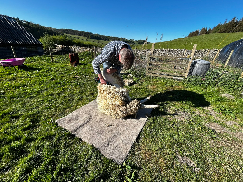 Charlie shearing a sheep in a grassy field. The sheep is lying on its side on a beige mat, and the man is kneeling beside it, using shears to remove its wool. The setting appears rural, with farm buildings, a stone wall, and rolling hills visible in the background. The overall impression is one of rural life and agricultural work.