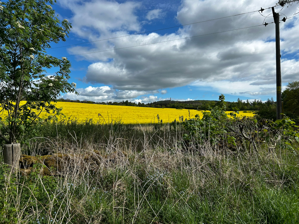 Vibrant yellow rapeseed field stretching across a gently rolling landscape under a partly cloudy sky. A power line pole stands prominently on the right, and a line of trees and shrubs is visible in the distance. Wild grasses and vegetation partially obscure the view of the field in the foreground. A hint of a structure or monument can be seen in the far distance on the hill.