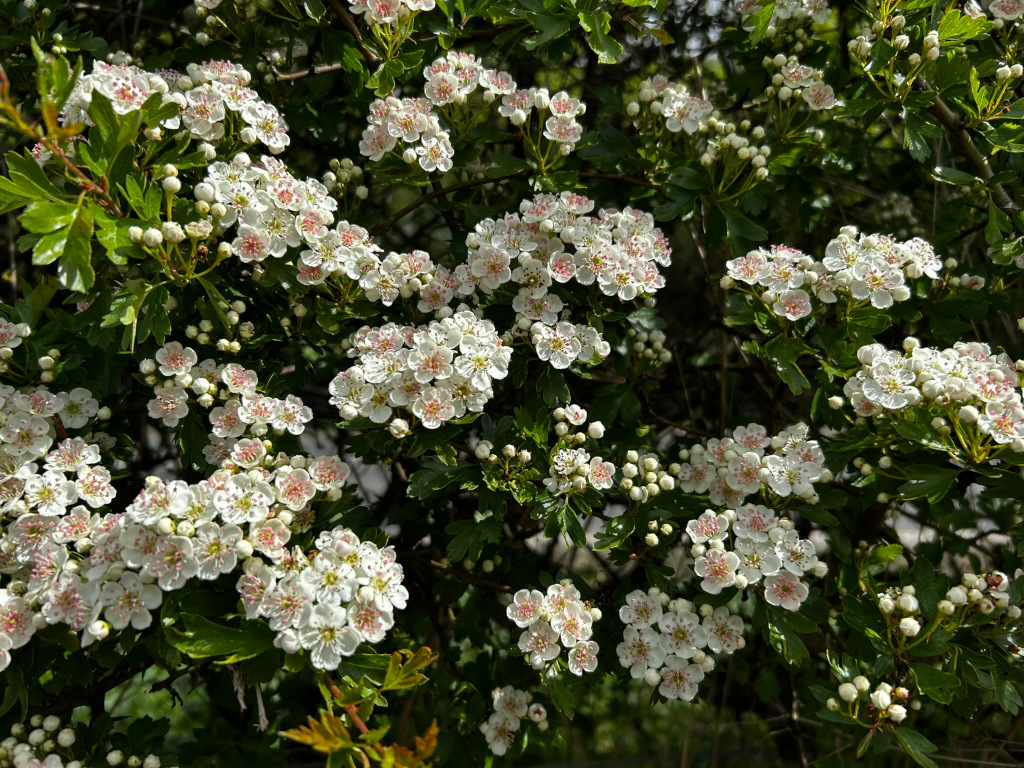 Close-up view of a Hawthorn bush (Crataegus) in full bloom. Numerous clusters of small, delicate white flowers with hints of pink in the centers densely cover the green foliage of the bush. The overall impression is one of springtime abundance and natural beauty.