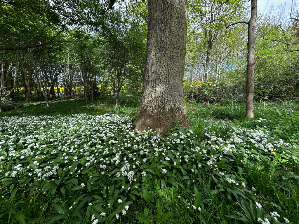 Dense carpet of ransoms (wild garlic) in bloom, blanketing the forest floor at the base of a large tree. The ramsons have small, white, star-shaped flowers. The background is a lush, green deciduous woodland with dappled sunlight filtering through the trees. The overall impression is one of springtime abundance and natural beauty within a woodland setting.